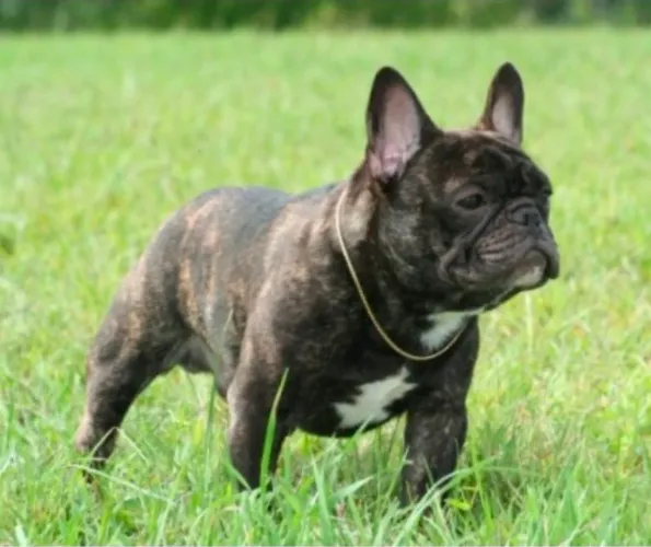 Buldogue francês disponível para cobertura.