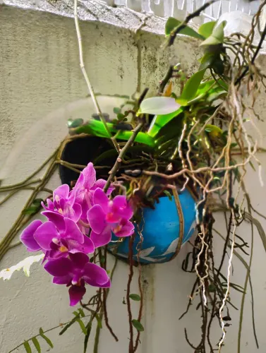 PLANTAS NATURAIS NO VASO 