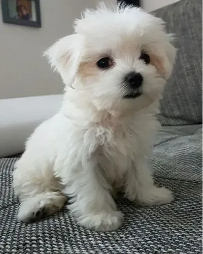 Maltês Um cãozinho que pode combinar com sua rotina