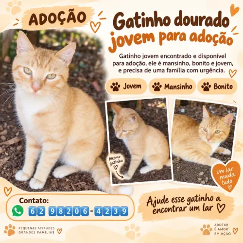 Gatinho jovem e mansinho para adoção urgente