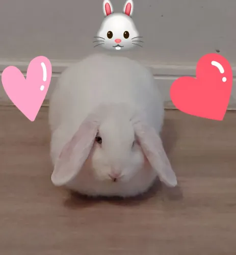 Coelha mini Lop branco