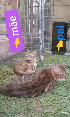 BENGAL c PEDIGREE