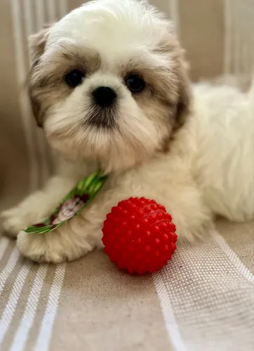 Shih Tzu