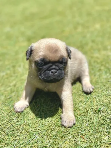 Pug machinho lindo disponível