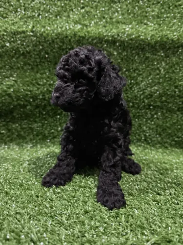 Poodle Toy pretinho macho para companhia