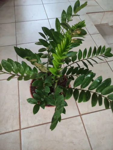 Venda