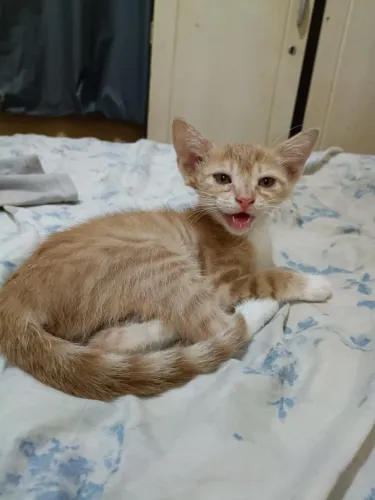 Gatinho macho para adoção responsável 