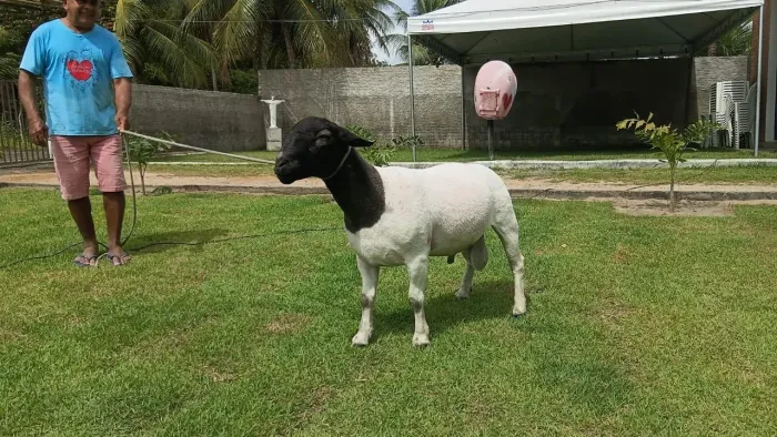 Carneiro reprodutor puro 