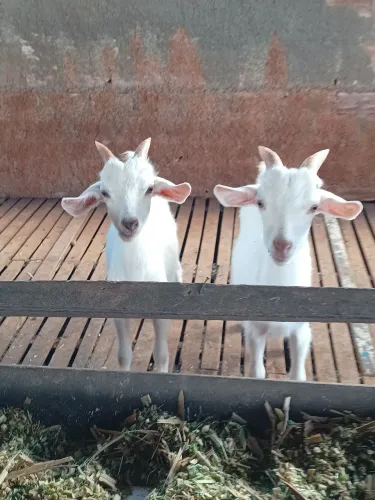Dois Bodinhos Saanen