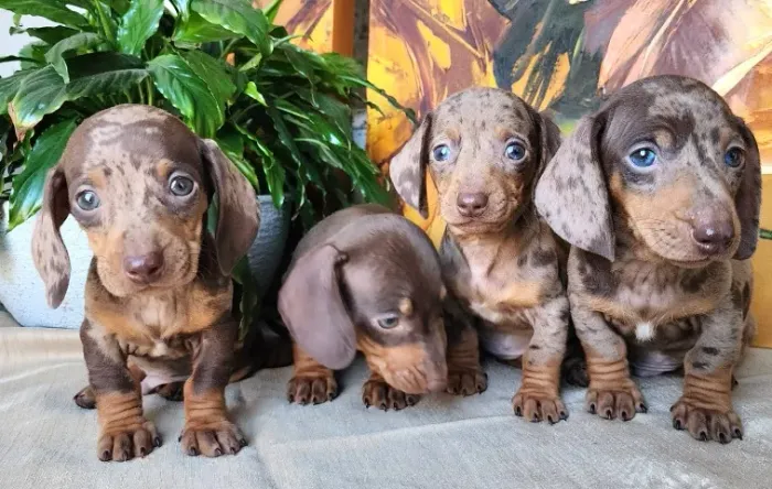 Teckel-Dachshund - Com Pedigree!!Lindos e Espertos. 