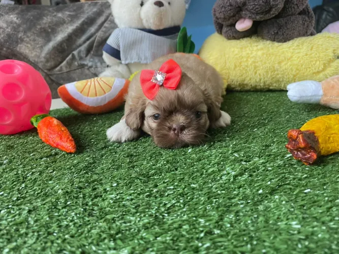 Shihtzu fêmea disponível uma princesa