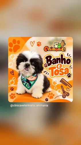 Shihtzu Macho, 2 meses e meio, 2 doses de V10, vermifugado. Lindo e minúsculo