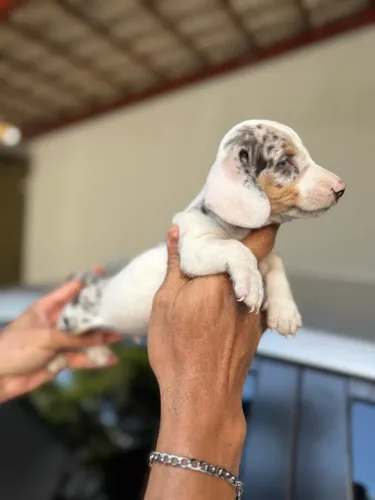 Basset fêmea e macho passo cartão