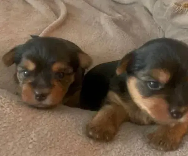 Yorkshire Terrier Mini Filhotes Absoluta Pureza. 