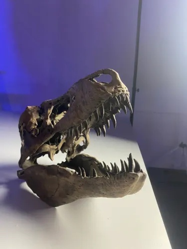 Réplica de crânio de Tiranossuro rex