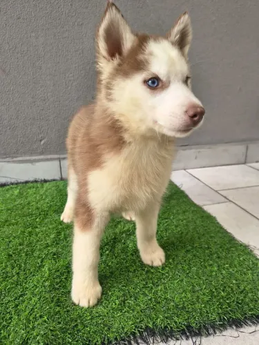 Filhote de Husky Siberiano