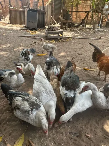 Patos adultos à venda - R$ 50 cada