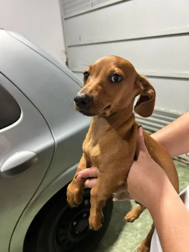 Filhote de Basset (Salsichinha)