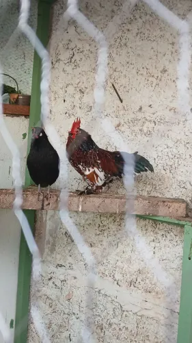 Galinha Garnizes