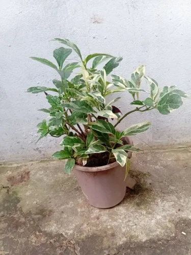 Vendo arvore caricata,xefrera,dracena verde