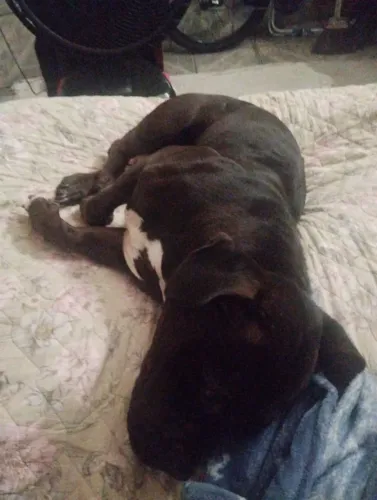 Vendo American Bully