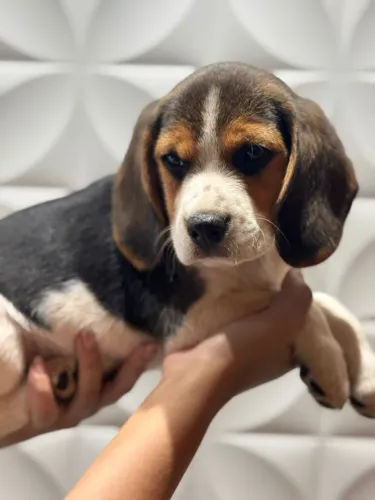 beagles vacinados