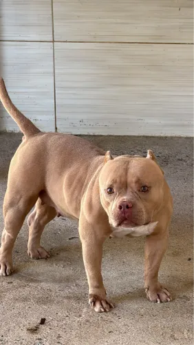American Bully Micro