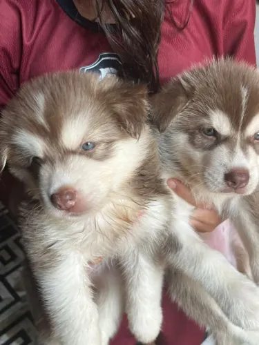 Cachorro husky siberiano