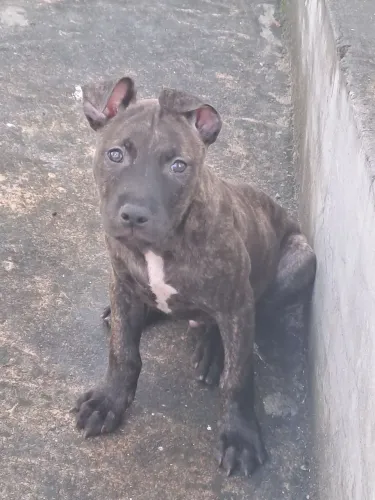 Pitbull filhote