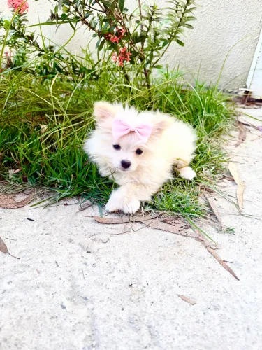 LULU DA POMERÂNIA FÊMEA EM PROMOÇÃO