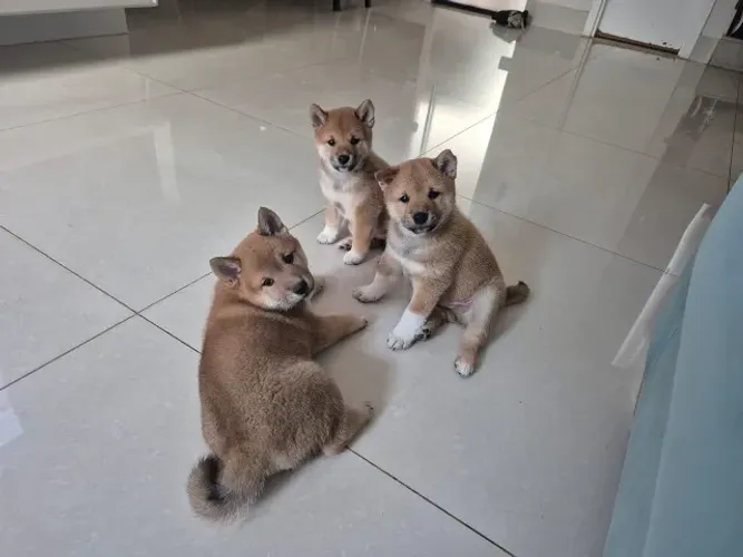 cachorro Shiba Inu