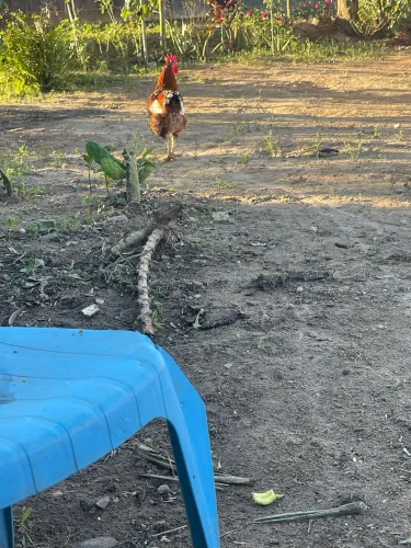 Frango GSB