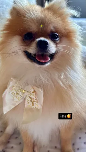 Vendo cachorrinha - Lulu-da-pomerânia