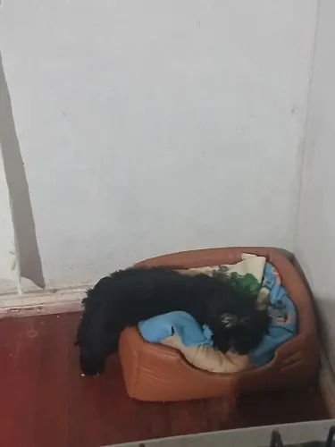 Vendo cachorrinho de 4 mês shitzu