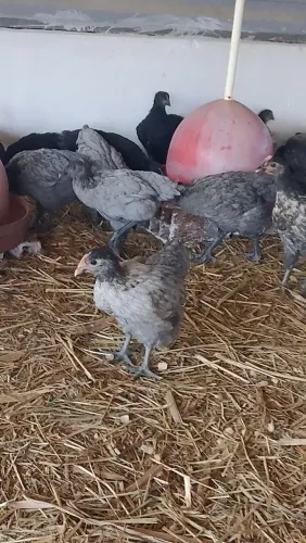 Frangas de dupla aptidão