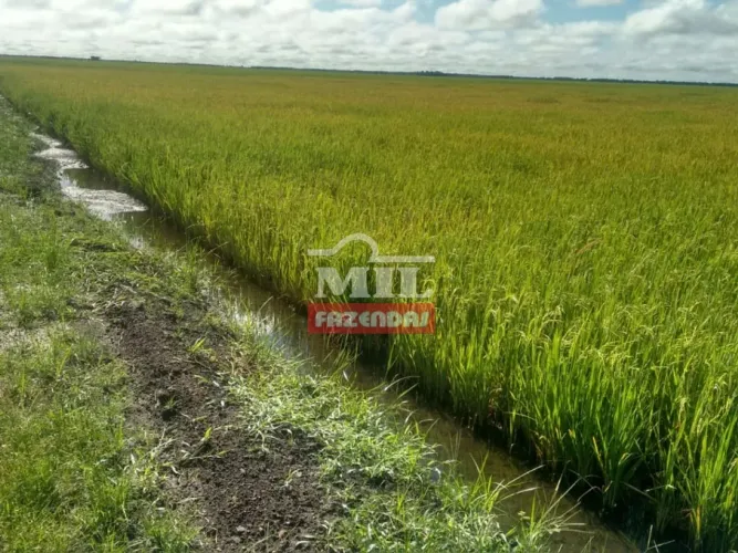 Fazenda Lagoa da Confusão /TO 300 alqueires (1452 hectares) Dupla aptidão