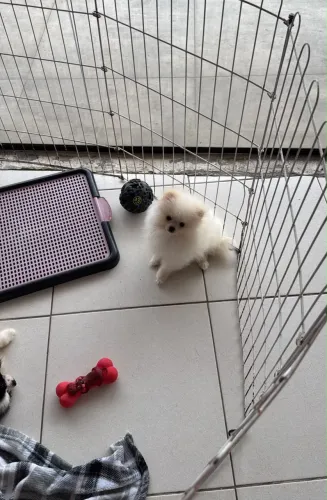 ? Cachorro para Adoção Responsável 