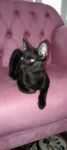 Doa-se gatinha preta. Meiga e brincalhona, 7 meses, castrada, vacinada.