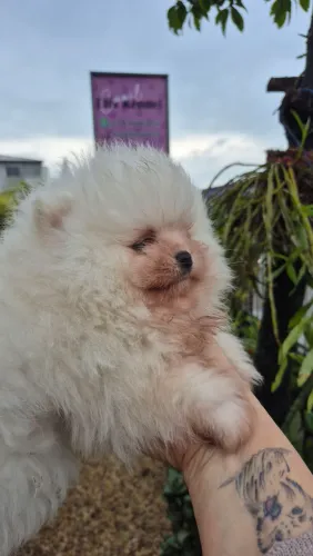 Cachorro 