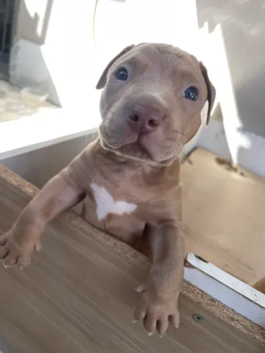 Filhote fêmea de pitbull 