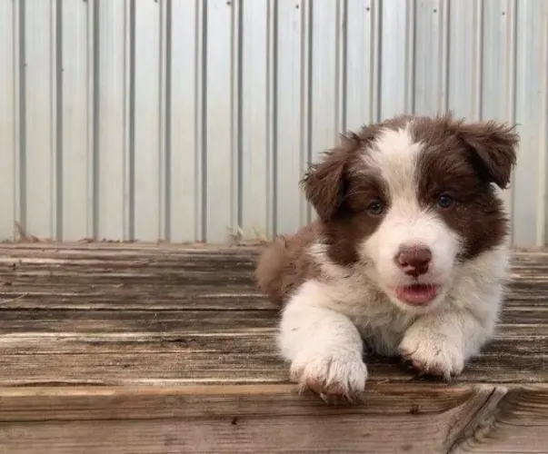 Border collie ideal para familia