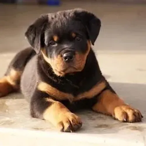 Rottweiler,Rottweiler Filhote Muito Amoroso e Dócil