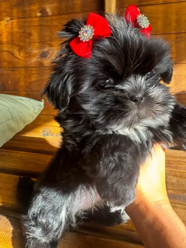 Shih Tzu Fêmea