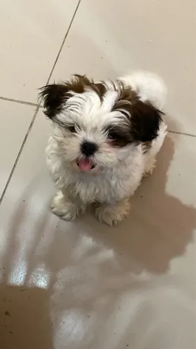 Cachorro Shih Tzu