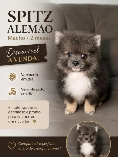 SPITZ ALEMÃO 