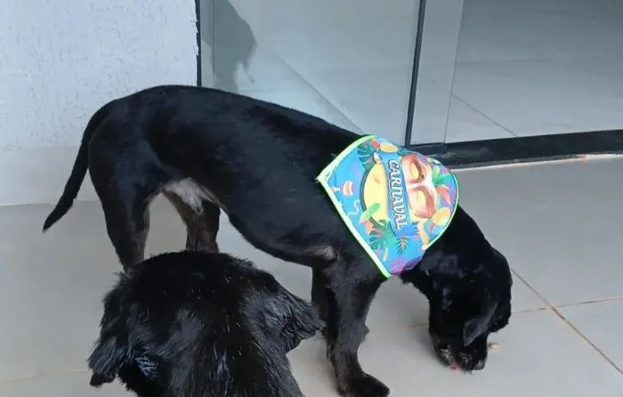 Doação de cachorro macho