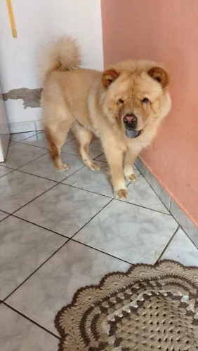 Doa_se um cachorro ? chaw chaw, muito dócil com 01 ano de idade 
