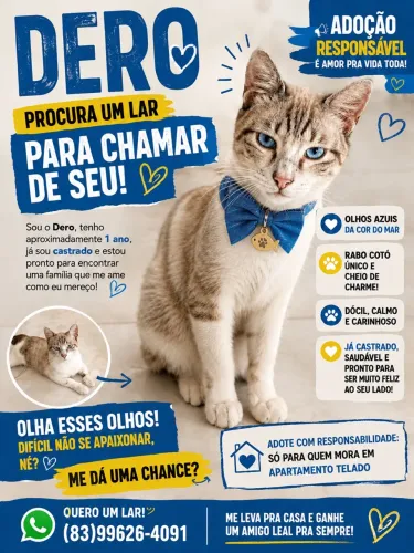Adoção de gato