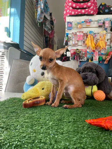 Pinscher macho filhote já com 5 meses de vida $1.700,00