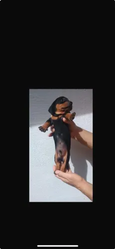 Dachshund